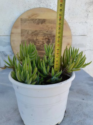 Crassula mesembryanthemoides