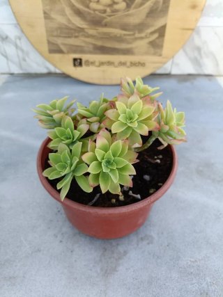 Sedum palmeri