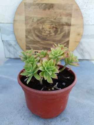 Sedum palmeri
