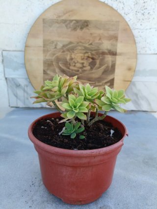Sedum palmeri
