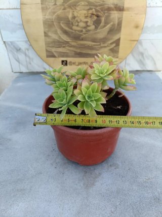 Sedum palmeri
