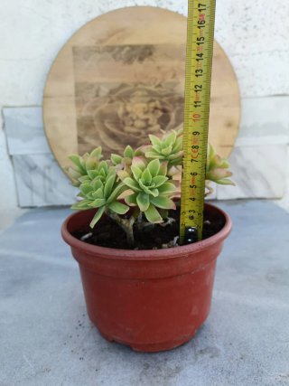 Sedum palmeri