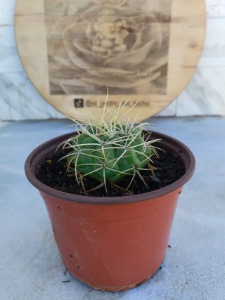 Gymnocalycium saglionis