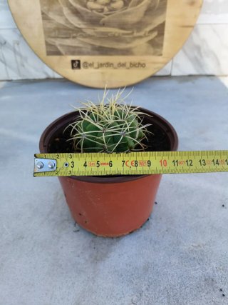 Gymnocalycium saglionis