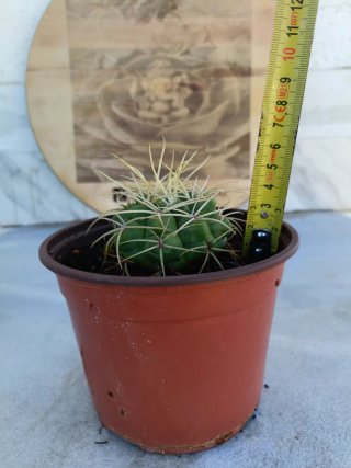Gymnocalycium saglionis