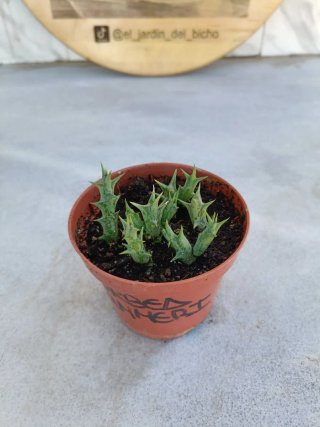 Orbea dummeri