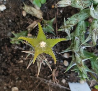 Orbea dummeri