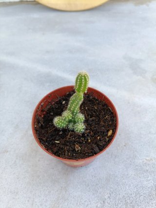 Cactus cacahuete