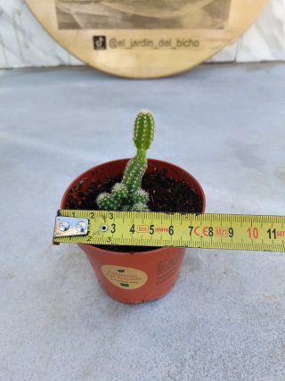 Cactus cacahuete