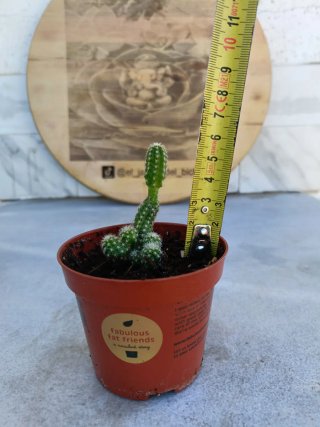 Cactus cacahuete