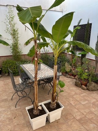 Plataneras con maceta
