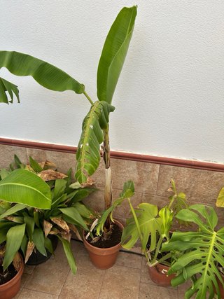 Plataneras con maceta
