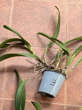 Orquídea Cattleya en maceta