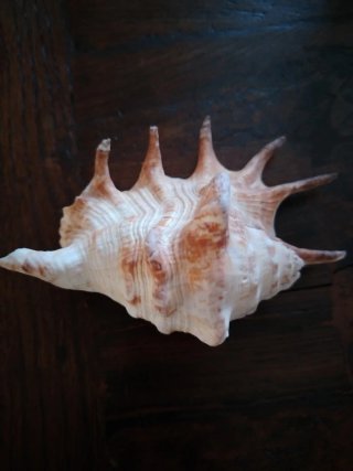 Bellissimo esemplare di Lambis Millepeda