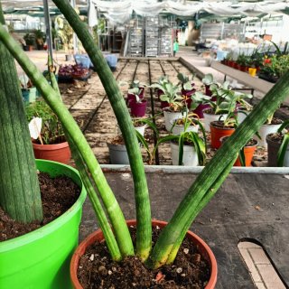 Set 2 Sanseveria Cylindrica
