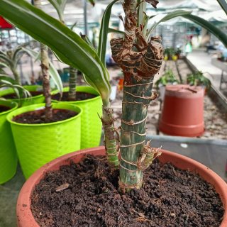 Dracaena Fragrans 45cm