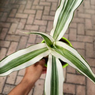 Dracaena Fragrans Vaso Lime