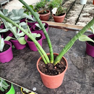 Set 3 Piante Sanseveria Amaryllis Thyrsiflora