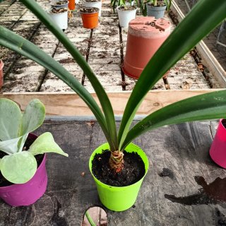 Set 3 Piante Sanseveria Amaryllis Thyrsiflora