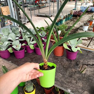 Set 3 Piante Sanseveria Amaryllis Thyrsiflora