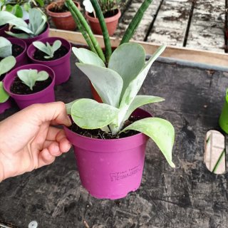 Set 3 Piante Sanseveria Amaryllis Thyrsiflora