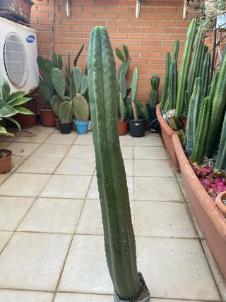 Cactus grande