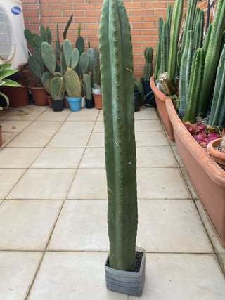 Cactus grande