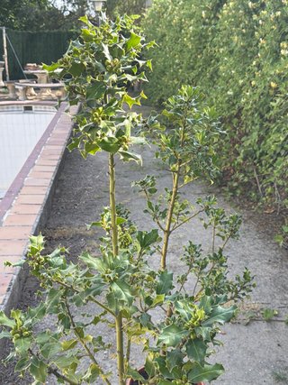 Acebos sanos en maceta