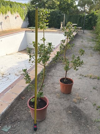 Acebos sanos en maceta
