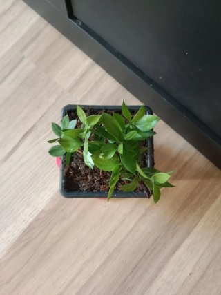 Planta de Rusco o arrayán