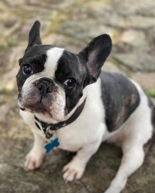 Imán de nevera Bulldog Francés Pintado a Mano