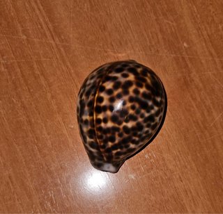 Caracola Caori / Cowrie Tigre Natural