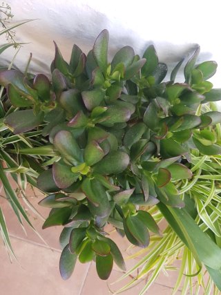 Planta Jade (Crassula ovata)