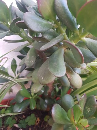 Planta Jade (Crassula ovata)