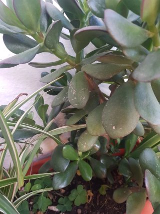 Planta Jade (Crassula ovata)