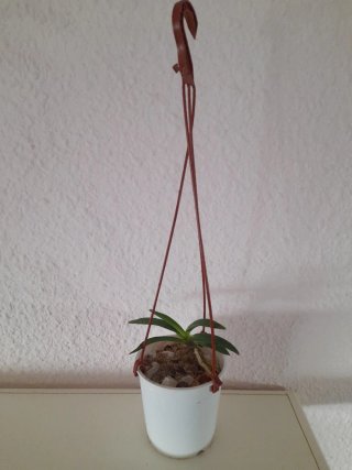 Orquídea Vanda falcata