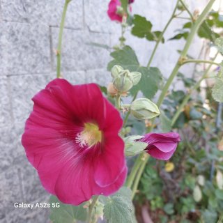 Alcea rossa - Fiore di sangiuseppe