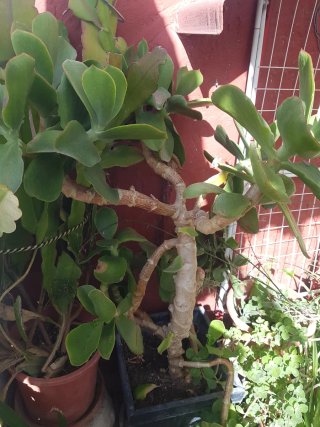 Esqueje Suculenta Gigante
