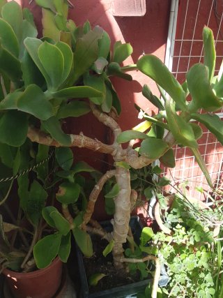 Esqueje Suculenta Gigante
