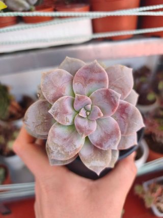 Graptopetalum superbum 10.5cm