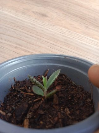Planta Kalanchoe