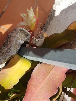 Esquejes de cactus