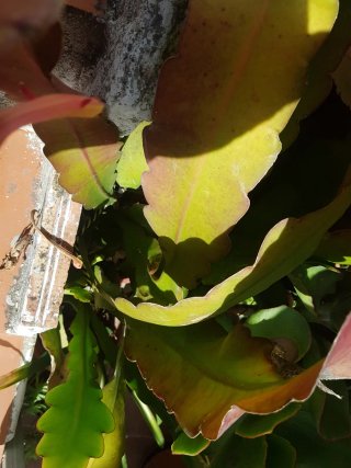 Esquejes de cactus