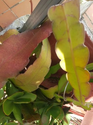 Esquejes de cactus