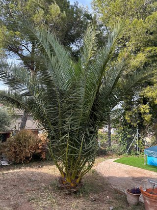 Palmera Phoenix Dactylifera