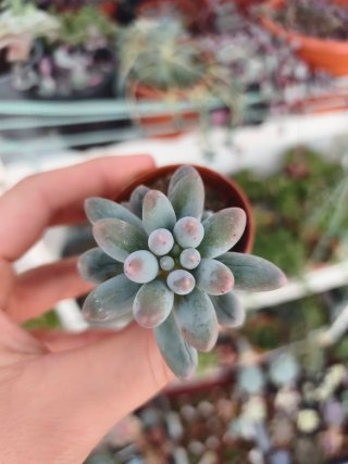 Pachyphytum machucae baby finger 5.5cm