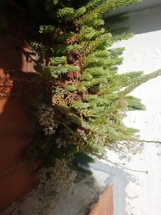 Suculenta Sedum (Bosque)