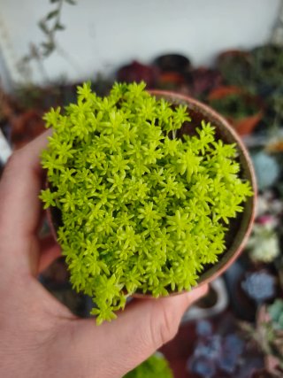 Sedum tokio 8.5cm