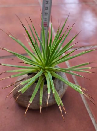 Agave Stricta Nana