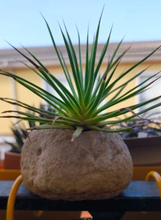 Agave Stricta Nana